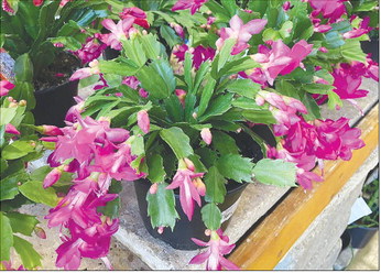 Holiday Cacti Add Weeks of Color and Enjoyment