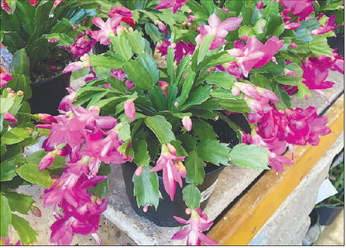 Holiday Cacti Add Weeks of Color and Enjoyment