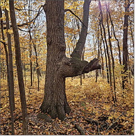 Another Marker Tree on the Ledge