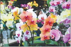 Growing Moth Orchids for Months of Beauty